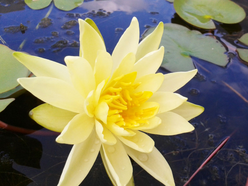 Seerose Nymphaea Joey Tomocik